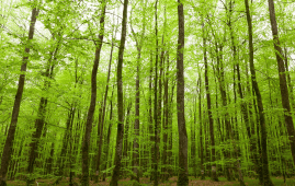 environmental impact image